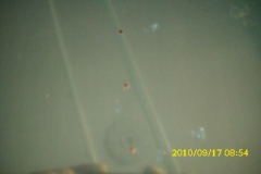 DSCI0940